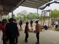 红光禽业雏鸡火热销售中！